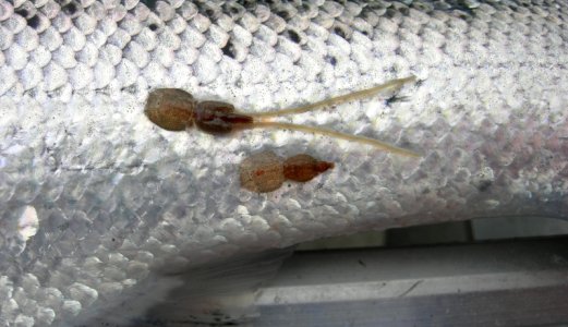Beregnet effekten av ulike lusebehandlinger