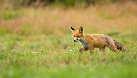 Høypatogen fugleinfluensa-virus påvist hos rødrev