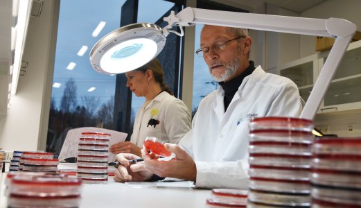 Salmonellasmitte kobles til kontakt med fugl, katt og miljøet rundt