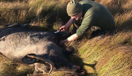 Her skal elg, hjort og villrein som felles under jakta testast for skrantesjuke i 2022