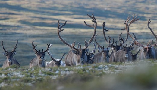 Fleire prøver avgjerande for å kartleggja førekomst av CWD