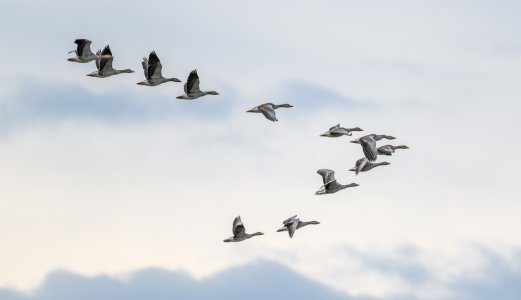 Ny statusrapport om fugleinfluensa: Veterinærinstituttet oppfordrer til årvåkenhet