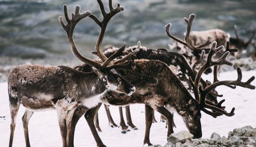 Skrantesjuke (CWD): Unike prionstammer er bekreftet hos hjortedyr i Norge