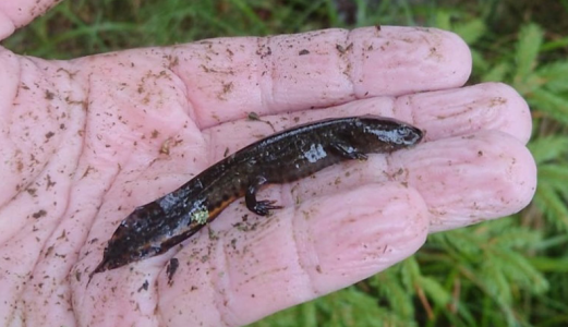 Bedre levekår for salamander og frosk etter fjerning av mort