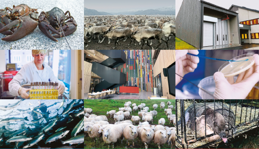 Veterinærinstituttets årsrapport 2020