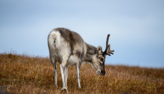 Kartlegging av skrantesjuke er helt avhengig av jegernes innsats