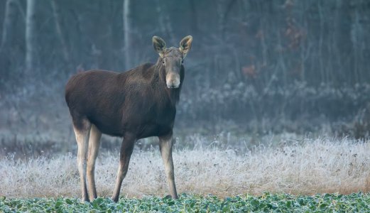 Prion ved sporadisk skrantesjuke hos elg og hjort finst spreidd i dyrekroppen