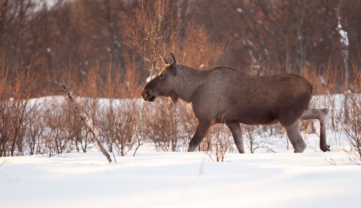 Veterinærinstituttet har påvist ekinokokker på en elg i Innlandet