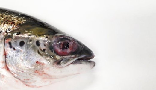 Pasteurella skyensis identifisert i Norge for første gang