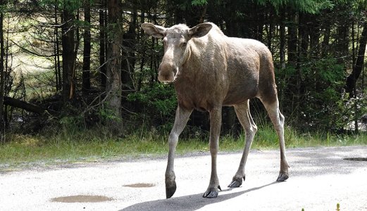 Elgku i Finland har fått påvist prionsykdom