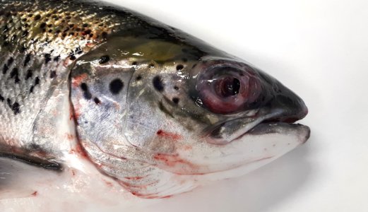Ferskvann tar knekken på Pasteurella-bakterier