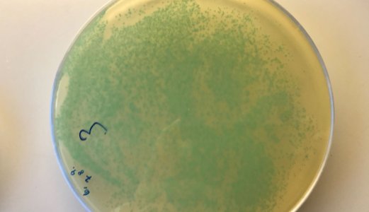 Listeria påvist i rakfisk