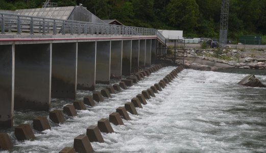 Slik fortsetter bekjempelsen av lakseparasitten G. salaris i Driva-regionen i 2023
