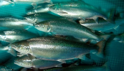 Dødelighet hos laksefisk i andre tertial