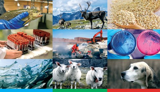 Veterinærinstituttets årsrapport 2019
