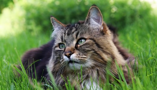 Flere påvisninger av Salmonella hos katt enn på flere år