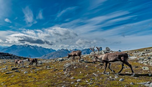 Interessant genetisk variasjon hos villrein med skrantesjuke