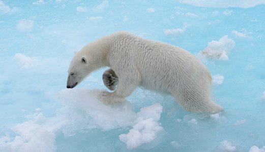 Isbjørn fra Svalbard obdusert