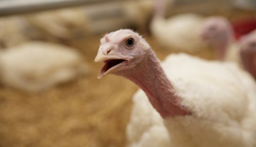 Fugleinfluensa i Øst-Europa – H5N8