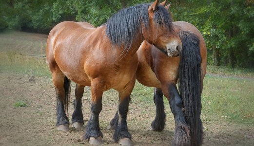 Ytterligere en smittet hest på Hesteklinikken