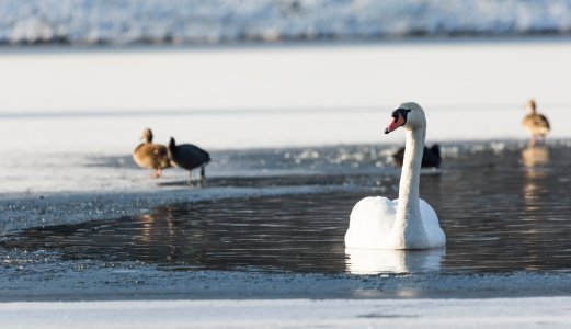 Fugleinfluensavirus påvist hos to svaner i Bergen