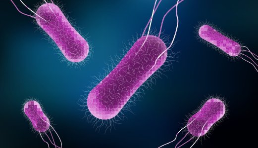 DNA-analyser bekrefter at Eksotisk miks var årsaken til salmonellautbrudd