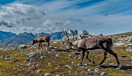 Rapport om kobberforgiftning hos tamrein våren 2022