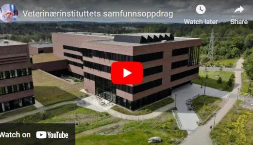 Veterinærinstituttets samfunnsoppdrag bidrar til god helse og velferd for dyr, fisk, mennesker og miljø