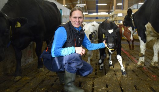 Podcast: Tester løsninger for samvær mellom ku og kalv