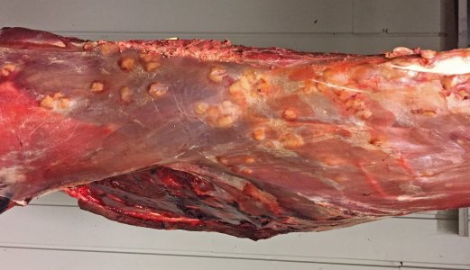Parasittknuter i underhuden hos hjort 