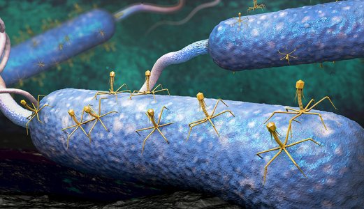 Samfunnstopper samles for å diskutere bakteriofager som middel til å bekjempe antibiotikaresistens