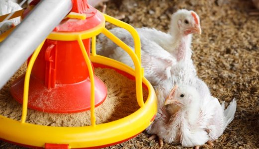 Overvåkning av Campylobacter spp i slaktekylling bidrar til økt mattrygghet