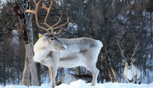 Prosjekt for å fremme god helse hos rein