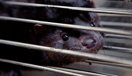 Risikobasert overvåking av mink mot koronasmitte