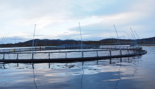 Dødelighet i lakseoppdrett litt ned i 2024