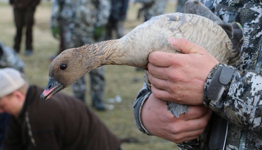 Status 17.11 2020: Forhøyet risiko for introduksjon av fugleinfluensa H5N8 til Norge