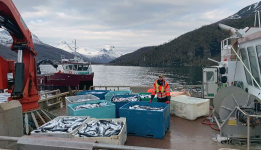 Har identifisert algegiften som drepte syv millioner fisk i 2019