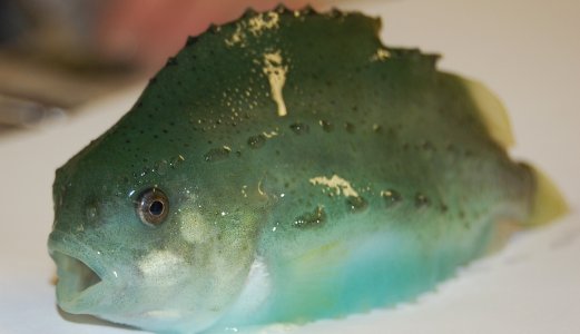 Ny oversiktsartikkel om rensefisk, rensefisksykdommer og vaksiner