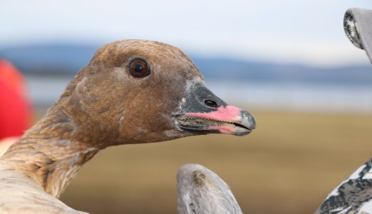 Fugleinfluensa påvist hos en ny kortnebbgås i Rogaland