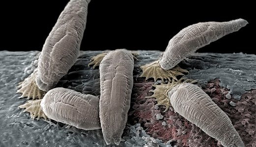 Ny påvisning av lakseparasitten Gyrodactylus salaris