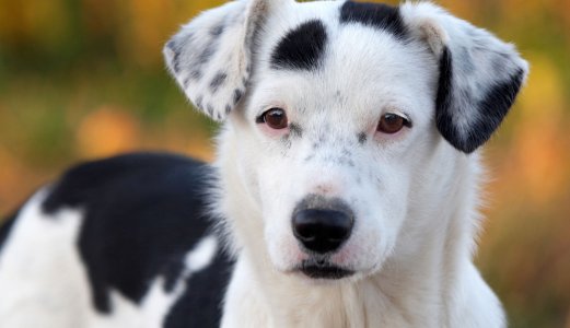 Status vedrørende akutt hundesykdom fredag 20.09.19
