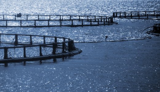 Reduksjon i forekomst av salmonid alphavirus  (SAV) og pankreassykdom (PD) i første halvår 2021