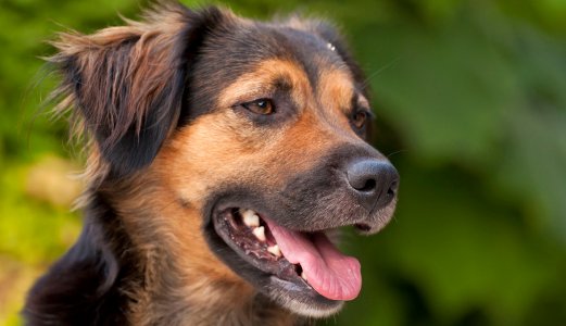 Hundesykdommen: Årsaken er fortsatt ikke funnet