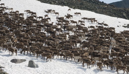 Europeiske forskere samarbeider om skrantesjuke