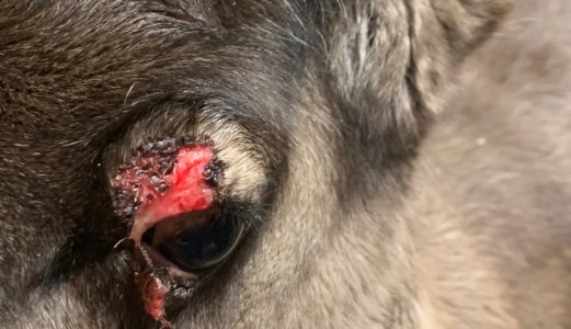 Nytt virus oppdaget hos tamrein i Norge og Sverige