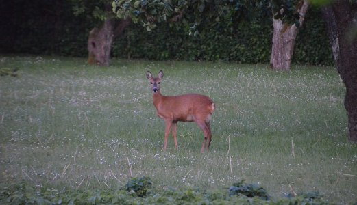 Veterinærinstituttet har bekreftet skrantesjuke hos hjorten fra Etne
