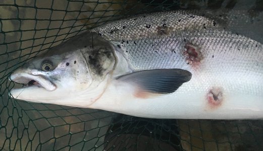Nasjonal dugnad for å overvåke villfiskhelsen