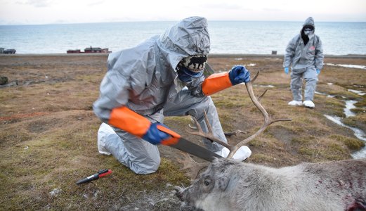 Sysselmesterens feltpersonale øvde på smittehåndtering ved rabiesmistanke