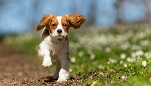 Utbruddet i 2019 med blodig diaré hos hund er nå publisert