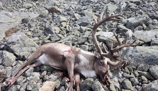 Jegere gir risiko for å spre skrantesjukesmitte og annen smitte